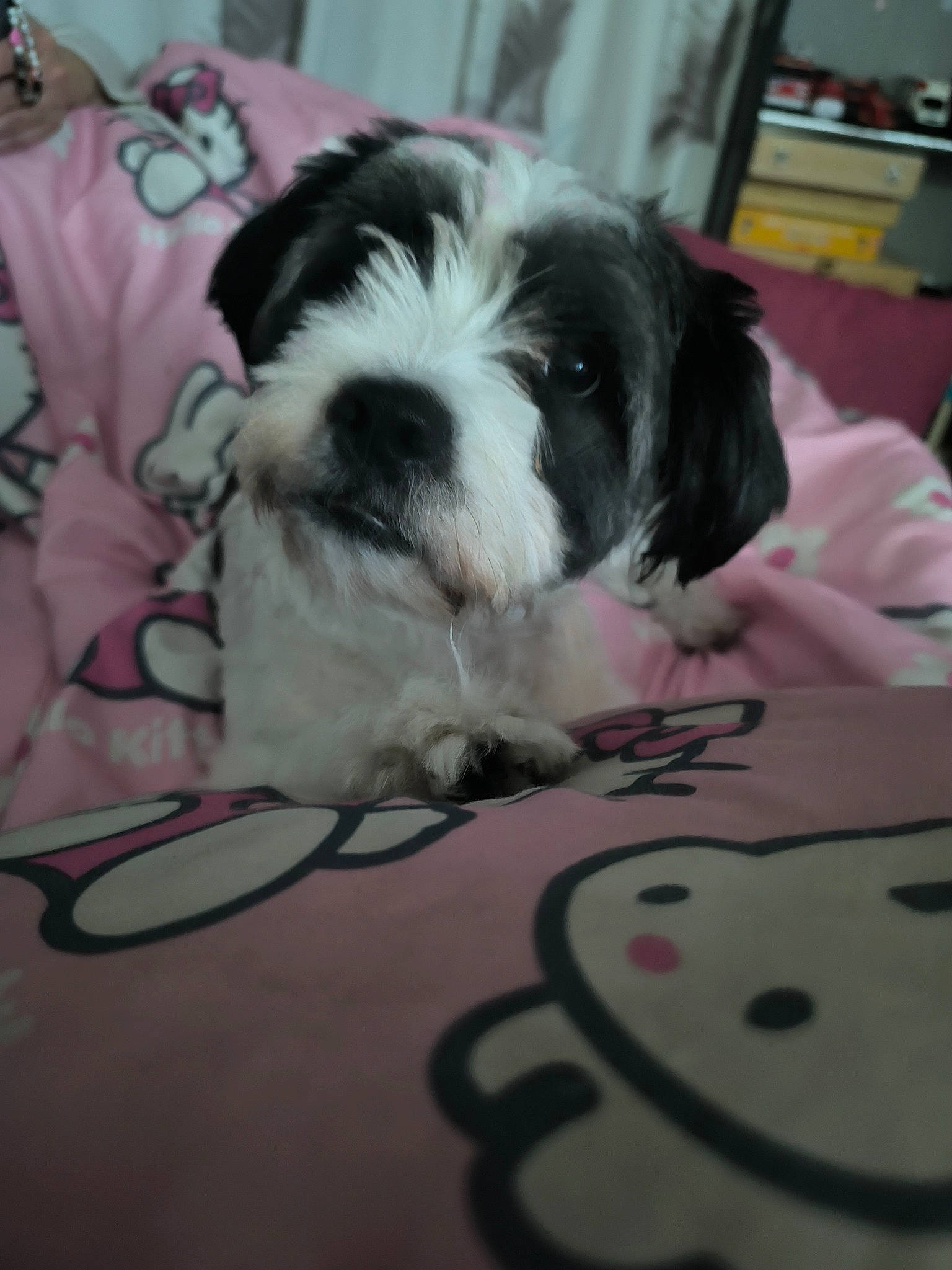 Tess a rejoint le concours — aidez-le/la à gagner de superbes lots ! canidae, carmine, carnivore, comfort, companion_dog, dog, dog_breed, flooring, fur, non_sporting_group, pattern, paw, snout, spaniel, sporting_group, square, toy_dog, whiskers, working_animal