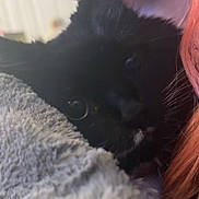 Mooney joined the competition — help win amazing prizes! animal, black_cat, blanket, cat, close_up, companion, cozy, cute, eyes, face, fluffy, fur, indoor, pet, pink_hair, resting, snuggle, soft_texture, warm, whiskers