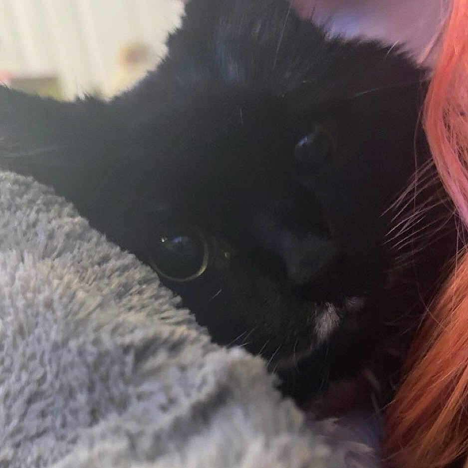 Mooney joined the competition — help win amazing prizes! animal, black_cat, blanket, cat, close_up, companion, cozy, cute, eyes, face, fluffy, fur, indoor, pet, pink_hair, resting, snuggle, soft_texture, warm, whiskers