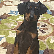 Cash is registered to the contest to win money with this photo: dog, dachshund, puppy, pet, indoor, carpet, patterned_rug, brown, black, ears, cute, animal, canine, small_dog, standing, front_legs, fur, snout, eyes, domestic