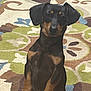 dog, dachshund, puppy, pet, indoor, carpet, patterned_rug, brown, black, ears, cute, animal, canine, small_dog, standing, front_legs, fur, snout, eyes, domestic