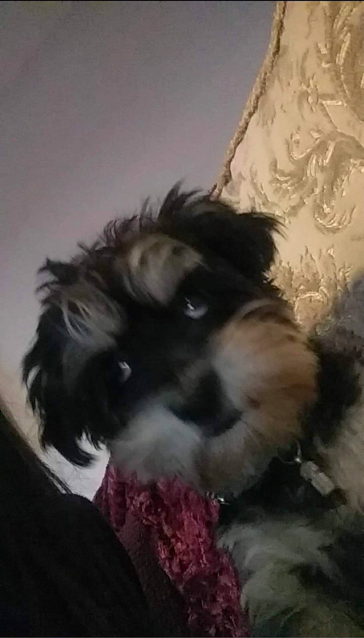 Cooper joined the competition — help win amazing prizes! canidae, carnivore, companion_dog, dog, dog_breed, dog_supply, ear, fawn, fur, liver, non_sporting_group, puppy, small_terrier, snout, sporting_group, tail, terrier, toy_dog, whiskers, working_animal