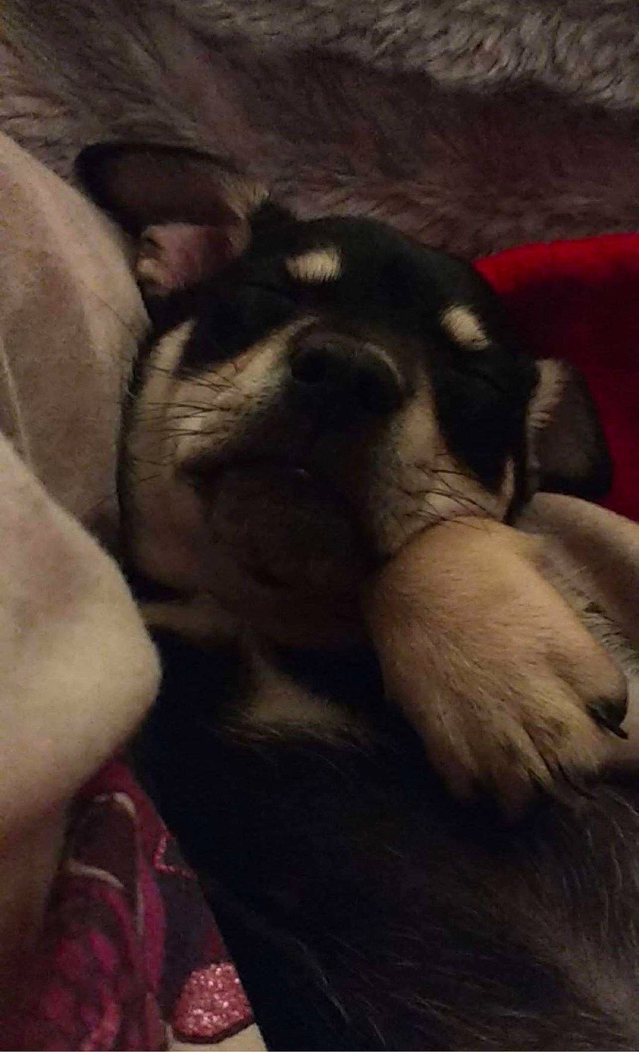 Zues is registered to the contest to win money with this photo: canidae, carnivore, cloud, comfort, companion_dog, dog, dog_breed, fawn, fur, human_leg, nap, non_sporting_group, paw, sleep, snout, sporting_group, tints_and_shades, whiskers, working_animal