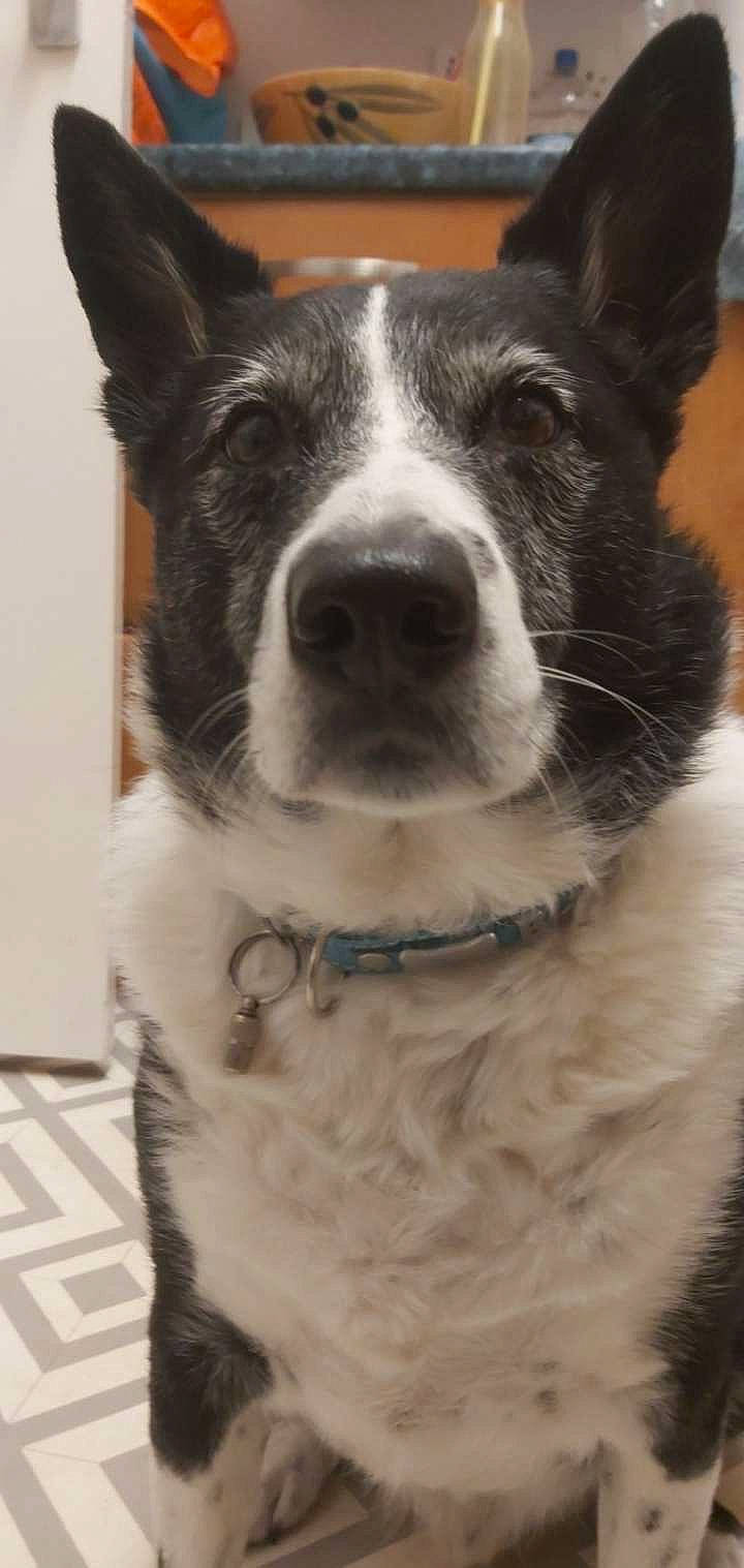 Bubbles joined the competition — help win amazing prizes! canidae, carnivore, collar, companion_dog, dog, dog_breed, dog_collar, door, ear, fur, hair, herding_dog, monochrome_photography, non_sporting_group, snout, sporting_group, terrestrial_animal, whiskers, working_animal, working_dog