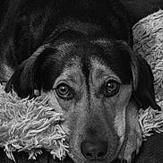 Rocket a rejoint le concours — aidez-le/la à gagner de superbes lots ! animal, black_and_white, canine, closeup, companion, cozy, dog, domestic_animal, ears, eyes, face, fur, indoors, nose, pet, pillow, portrait, resting, sleepy, snout