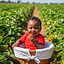 Grayson is registered to the contest to win money with this photo: baby, basket, strawberry, field, greenery, red_clothing, smiling, child, fruit, nature, outdoor, sunlight, happy, plant, crop, harvest, fresh, cute, portrait, daylight
