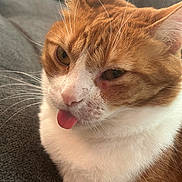 Venus joined the competition — help win amazing prizes! animal, cat, close_up, cute, domestic_cat, ears, face, feline, fur, ginger_cat, indoor, muzzle, pet, playful, portrait, relaxed, soft_texture, tongue_out, whiskers, white_fur