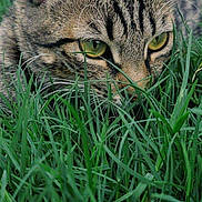 Hinatta a rejoint le concours — aidez-le/la à gagner de superbes lots ! cat, tabby, grass, green, close_up, animal, pet, outdoor, nature, feline, ears, eyes, whiskers, fur, predator, focus, wildlife, mammal, stalking, camouflage