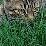 cat, tabby, grass, green, close_up, animal, pet, outdoor, nature, feline, ears, eyes, whiskers, fur, predator, focus, wildlife, mammal, stalking, camouflage