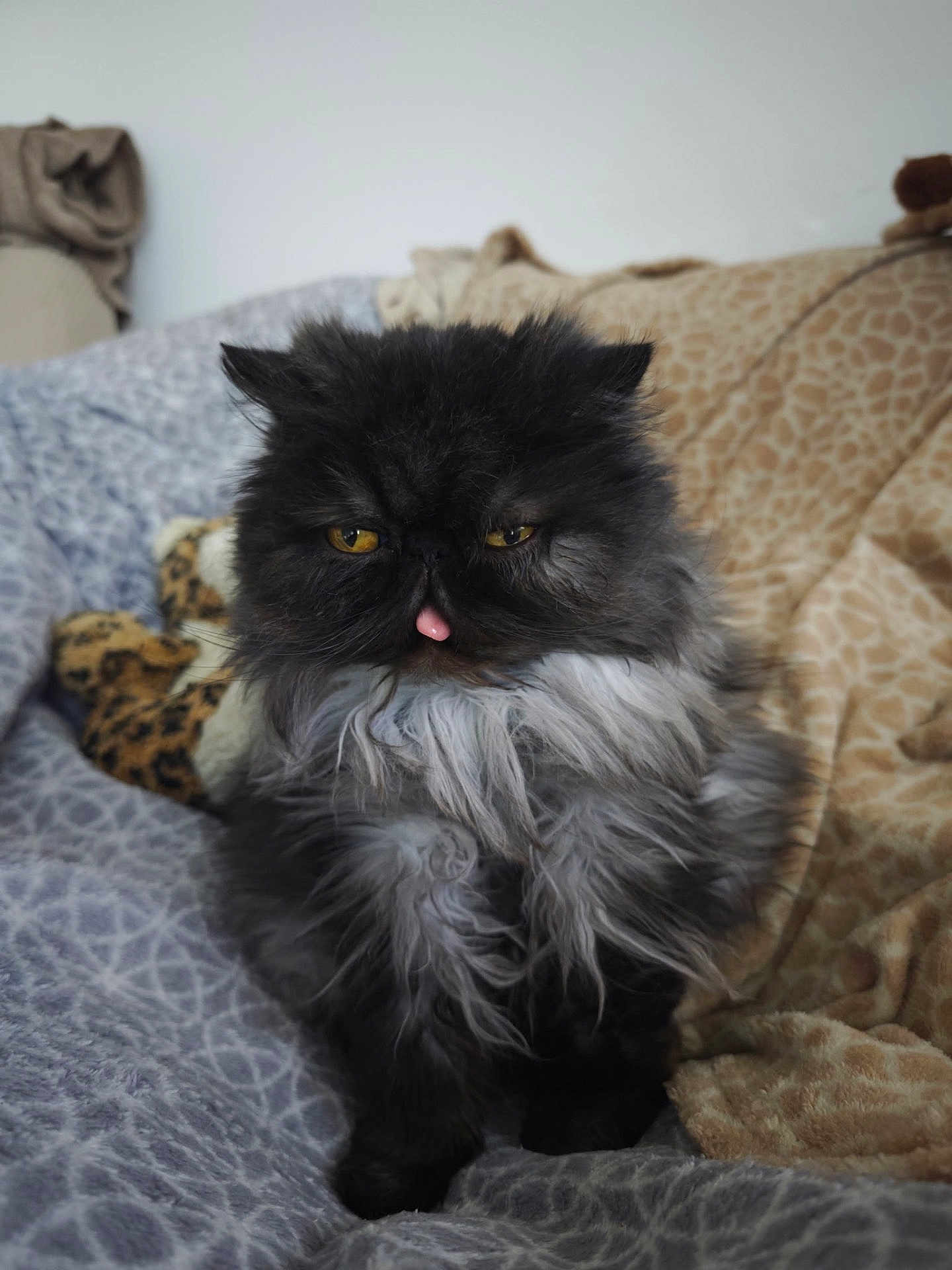 Sayah a rejoint le concours — aidez-le/la à gagner de superbes lots ! bedding, blanket, cat, close_up, couch, cozy, feline, fluffy, fur, indoor, long_hair, mammal, persian_cat, pet, portrait, relaxed, sitting, tongue_out, whiskers, yellow_eyes