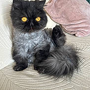 Sayah a rejoint le concours — aidez-le/la à gagner de superbes lots ! cat, fluffy, black_cat, grey_fur, golden_eyes, pet, indoor, couch, pillow, raised_paw, cute, feline, domestic_cat, sitting, cozy, soft_fur, texture, home, relaxed, animal