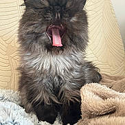 Sayah a rejoint le concours — aidez-le/la à gagner de superbes lots ! adorable, blanket, cat, chair, close_up, cozy, feline, fluffy, gray_fur, indoor, long_fur, mouth_open, paws, pet, portrait, sleepy, soft_texture, tongue_out, whiskers, yawning