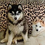 dog, husky, puppy, fluffy, couch, leopard_print, indoor, tropical_wallpaper, green_leaves, pet, animal, sitting, cute, fur, eyes, relaxing, companion, domestic, home, portrait