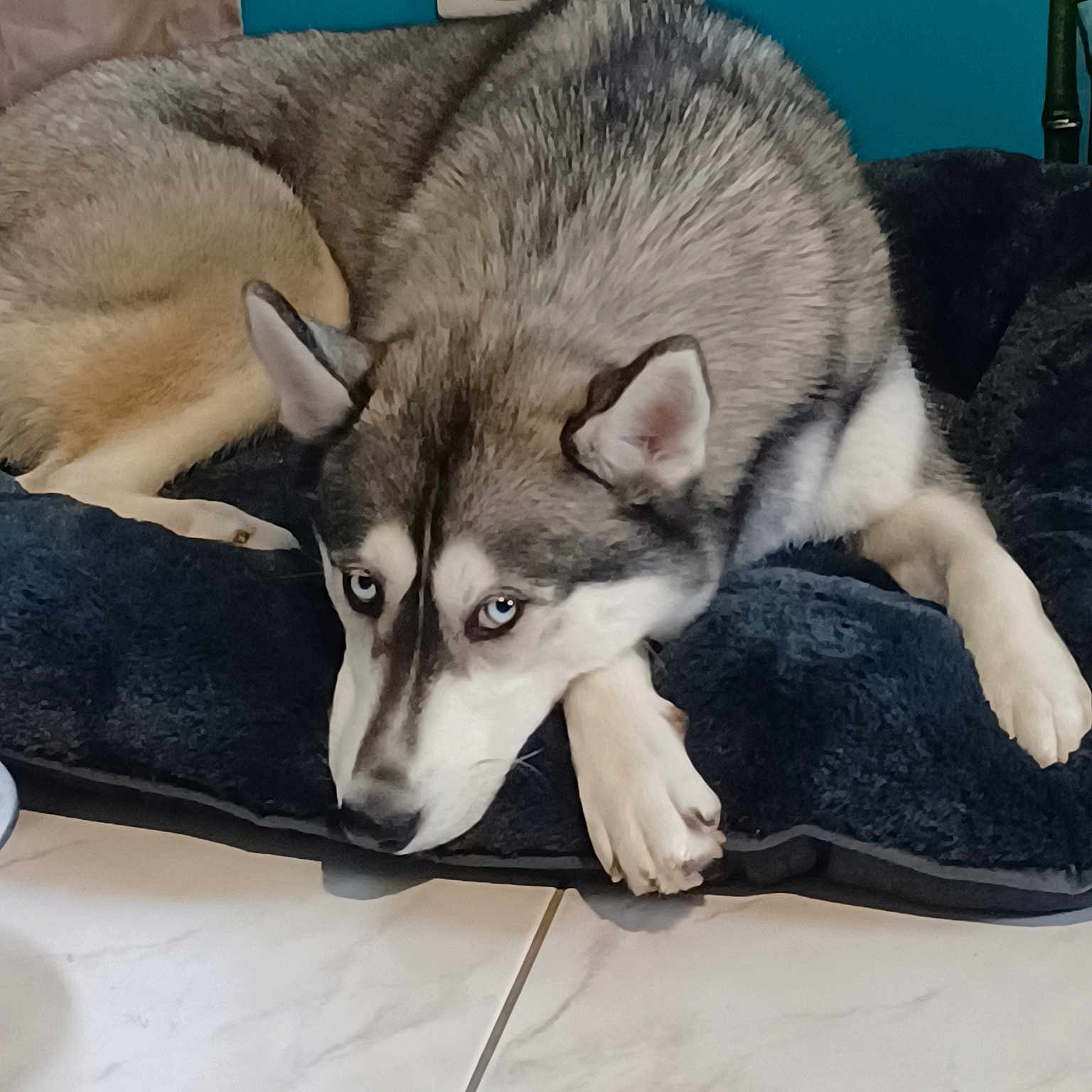 Suka