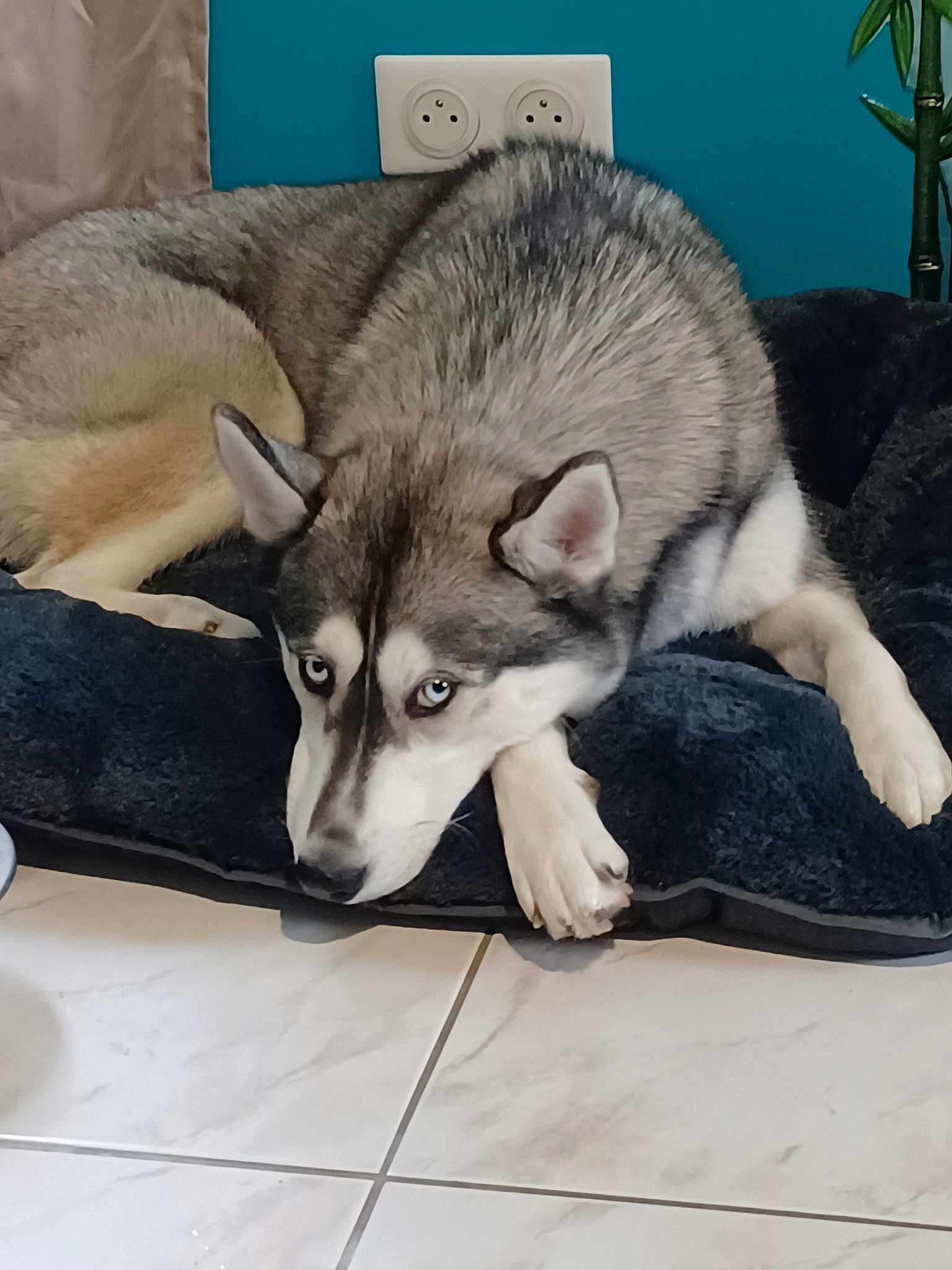 Suka