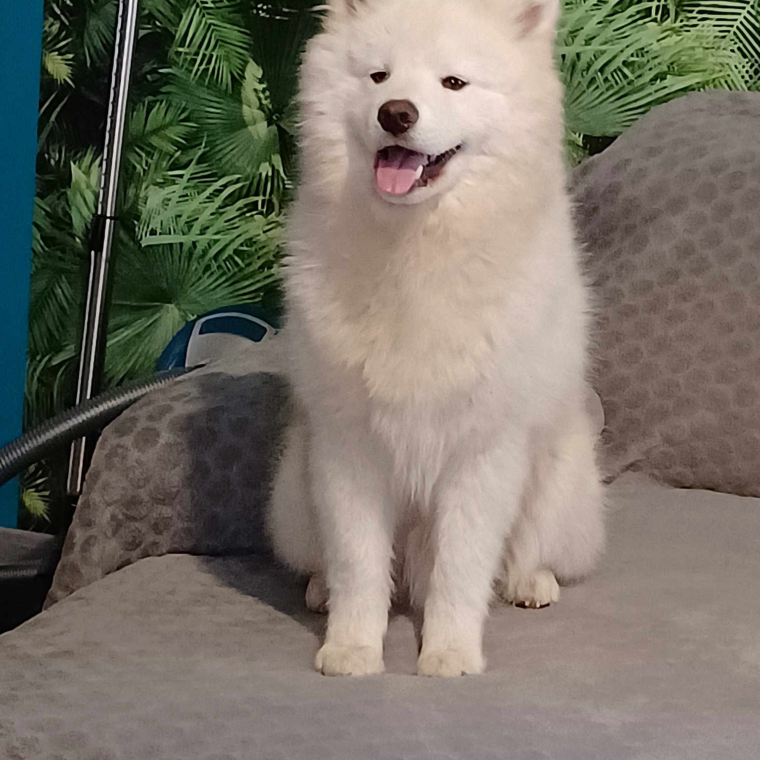Toto