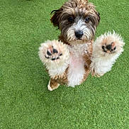 Penny joined the competition — help win amazing prizes! animal, brown, canine, companion, cute, dog, energetic, friend, fur, grass, happy, jumping, nature, outdoor, paw, pet, playful, puppy, tongue, white