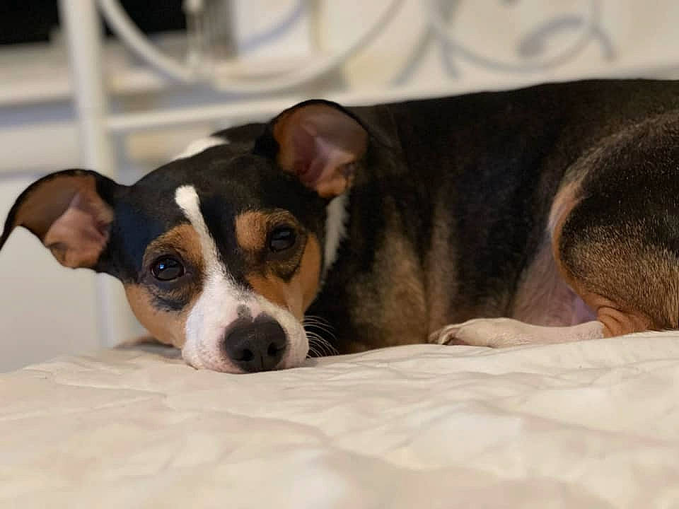 Oreo joined the competition — help win amazing prizes! canidae, carnivore, chilean_fox_terrier, comfort, companion_dog, dog, dog_breed, ear, eye, fawn, fur, irishjacks, paw, snout, sporting_group, terrestrial_animal, terrier, toy_dog, whiskers, working_animal