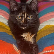 Perle participe au concours pour gagner de l'argent avec cette photo : animal, cat, closeup, colorful_blanket, cozy, curious, cute, feather, feline, indoor, kitten, paw, pet, playful, resting, soft, striped_blanket, tortoiseshell, toy, young_cat