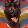 animal, cat, closeup, colorful_blanket, cozy, curious, cute, feather, feline, indoor, kitten, paw, pet, playful, resting, soft, striped_blanket, tortoiseshell, toy, young_cat