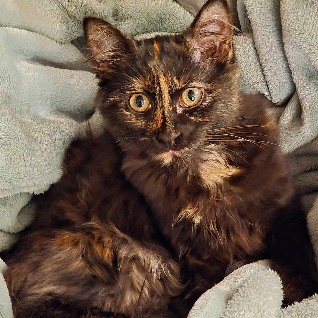 Perle participe au concours pour gagner de l'argent avec cette photo : animal, blanket, cat, comfort, cozy, cute, ears, eyes, feline, fur, indoor, kitten, pet, relaxed, resting, snuggle, soft, tortoiseshell, warm, young