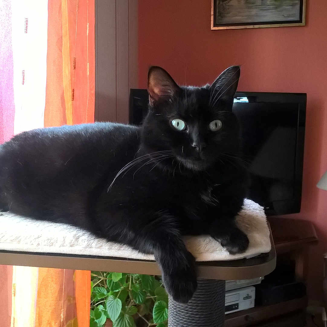 Chipie participe au concours pour gagner de l'argent avec cette photo : animal, architecture, blackcat, building, cat, computerhardware, couch, electronics, furniture, hardware, indoors, interiordesign, lamp, livingroom, monitor, pet, room, screen, table, tablelamp