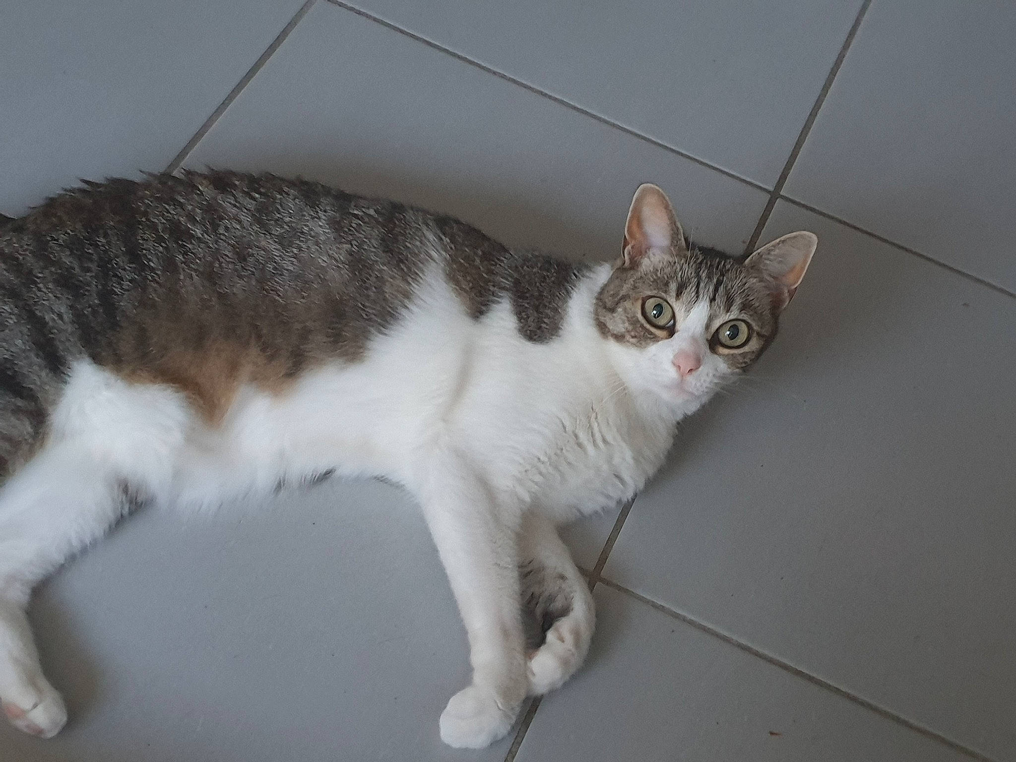 Léa participe au concours pour gagner de l'argent avec cette photo : aegean_cat, american_wirehair, arabian_mau, carnivore, cat, domestic_short_haired_cat, european_shorthair, fawn, felidae, german_rex, kitten, mammal, polydactyl_cat, small_to_medium_sized_cats, tabby_cat, tail, whiskers