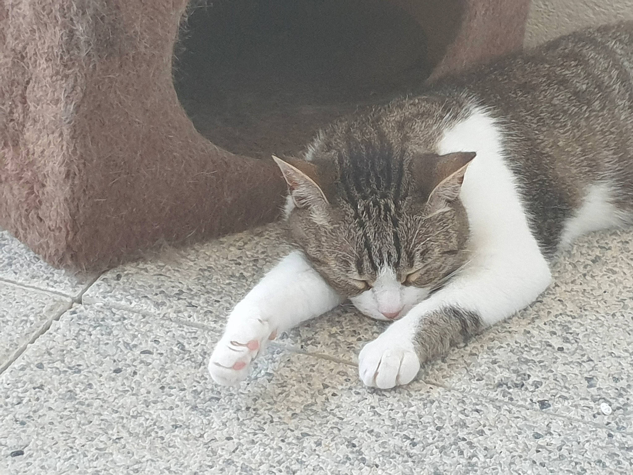 Léa participe au concours pour gagner de l'argent avec cette photo : aegean_cat, carnivore, cat, domestic_short_haired_cat, european_shorthair, eye, felidae, fur, kitten, leg, nose, organism, paw, polydactyl_cat, sleep, small_to_medium_sized_cats, snout, tabby_cat, tail, whiskers