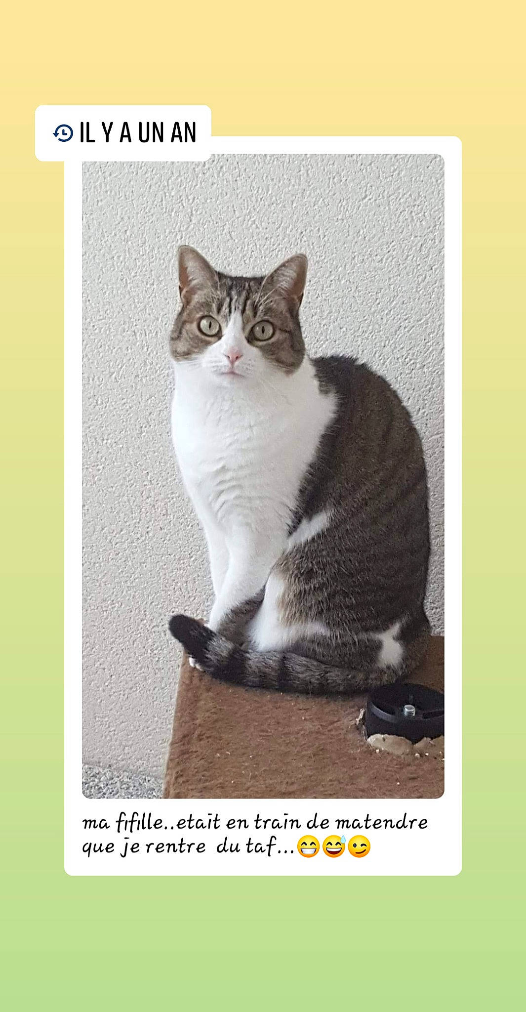 Léa participe au concours pour gagner de l'argent avec cette photo : american_wirehair, asian, carnivore, cat, domestic_short_haired_cat, european_shorthair, felidae, paw, photo_caption, photography, small_to_medium_sized_cats, tabby_cat, whiskers
