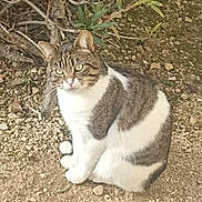 Ponpon a rejoint le concours — aidez-le/la à gagner de superbes lots ! alert, animal, cat, ears, eyes, feline, fur, gravel, ground, mammal, nature, outdoor, pet, plant, sitting, striped_fur, tabby_cat, twigs, whiskers, white_fur