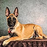 Yuna participe au concours pour gagner de l'argent avec cette photo : dog, belgian_malinois, canine, pet, animal, brown_fur, alert, ears_up, lying_down, portrait, indoor, blanket, collar, tag, facing_camera, studio, fur, snout, paw, tail