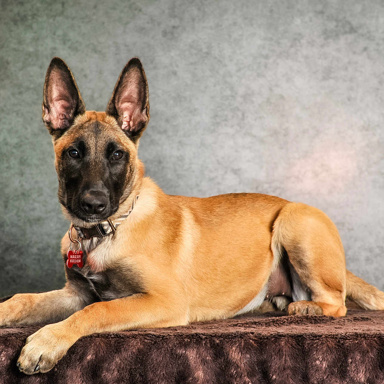 Yuna participe au concours pour gagner de l'argent avec cette photo : dog, belgian_malinois, canine, pet, animal, brown_fur, alert, ears_up, lying_down, portrait, indoor, blanket, collar, tag, facing_camera, studio, fur, snout, paw, tail