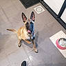 Yuna a rejoint le concours — aidez-le/la à gagner de superbes lots ! dog, puppy, tile_floor, indoor, pet, water_bowl, door, collar, paw, looking_up, tongue_out, playful, brown_dog, ears_up, floor_mat, shoes, person_feet, waiting, cute, animal