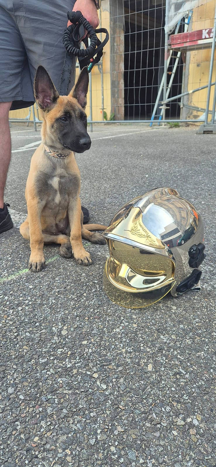 Yuna participe au concours pour gagner de l'argent avec cette photo : alert, brown_dog, building, collar, construction_site, dog, ears_up, fence, firefighter_helmet, leash, legs, metal, outdoor, pavement, person, puppy, reflective, short_hair, sitting, young_dog
