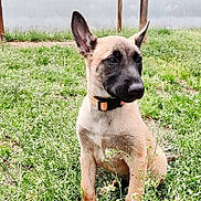 Yuna a rejoint le concours — aidez-le/la à gagner de superbes lots ! puppy, dog, grass, greenery, outdoor, pet, young_dog, ears, collar, nature, garden, sitting, canine, animal, fur, daylight, playful, cute, domestic_animal, fence