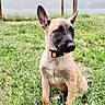 puppy, dog, grass, greenery, outdoor, pet, young_dog, ears, collar, nature, garden, sitting, canine, animal, fur, daylight, playful, cute, domestic_animal, fence