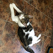 Ugg joined the competition — help win amazing prizes! abyssinian, animal, architecture, building, cat, flagstone, hardwood, herbal, herbs, kitten, manx, path, person, pet, plant, slate, sleeping, tile, walkway, wood