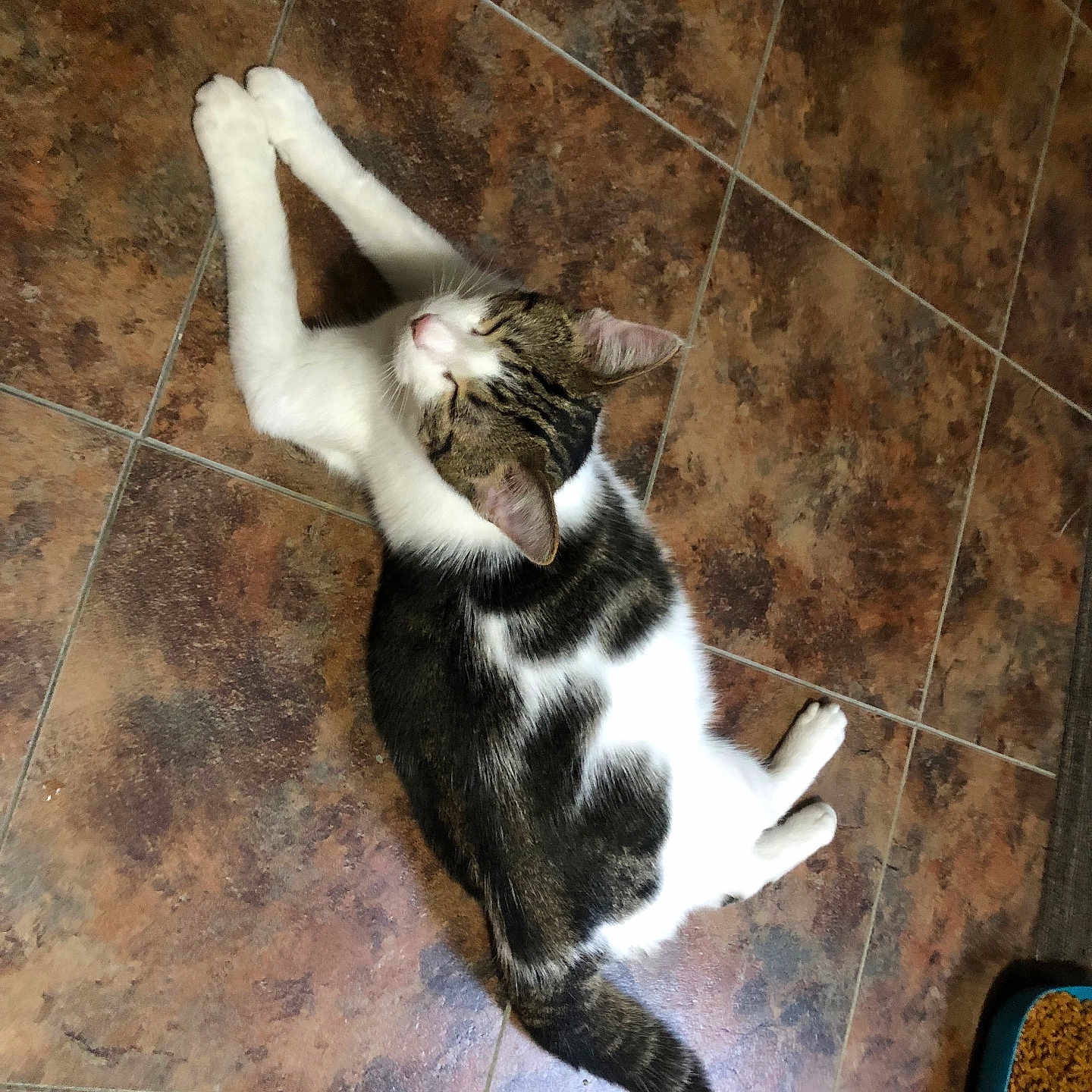 Ugg joined the competition — help win amazing prizes! abyssinian, animal, architecture, building, cat, flagstone, hardwood, herbal, herbs, kitten, manx, path, person, pet, plant, slate, sleeping, tile, walkway, wood