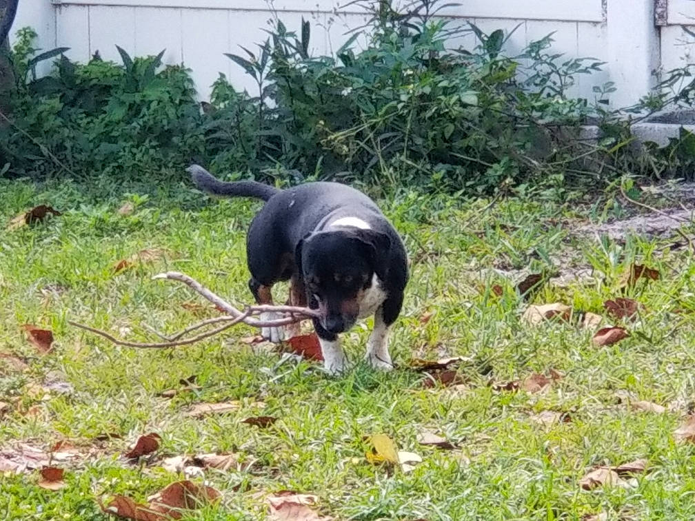 Poncho is registered to the contest to win money with this photo: canidae, carnivore, companion_dog, dog, dog_breed, grass, groundcover, guard_dog, herding_dog, hunting_dog, plant, sporting_group, tail, terrestrial_animal, window, working_animal, working_dog