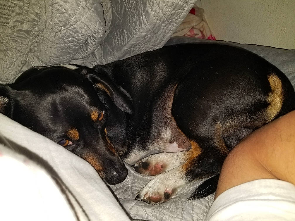 Poncho joined the competition — help win amazing prizes! canidae, carnivore, comfort, companion_dog, dog, dog_breed, fur, guard_dog, nap, paw, pinscher, sleep, snout, sporting_group, tail, terrier, toy_dog, whiskers, working_animal, working_dog