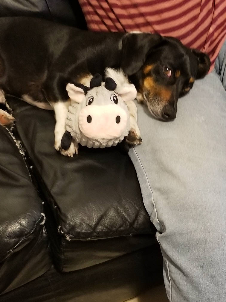 Poncho joined the competition — help win amazing prizes! canidae, carnivore, comfort, companion_dog, couch, dog, dog_breed, dog_supply, fawn, fur, grey, linens, paw, pet_supply, plush, snout, sporting_group, stuffed_toy, toy, working_animal