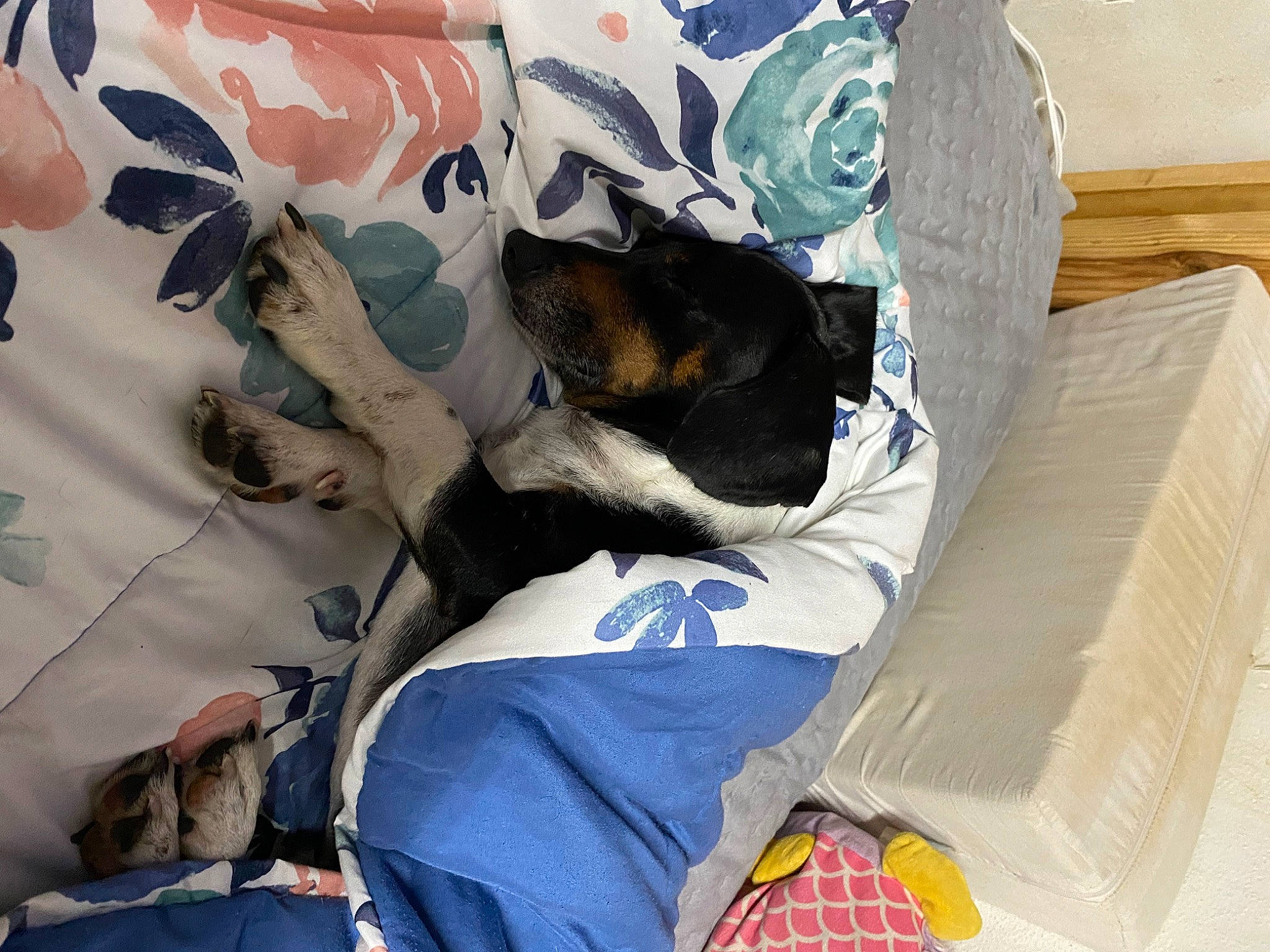 Poncho is registered to the contest to win money with this photo: bag, bed_sheet, bedding, canidae, carmine, carnivore, comfort, companion_dog, dog, dog_breed, dog_supply, linens, luggage_and_bags, nap, pattern, pillow, room, sleeve, sporting_group, throw_pillow