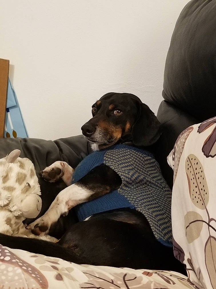 Poncho is registered to the contest to win money with this photo: bed, canidae, carnivore, comfort, companion_dog, couch, dog, dog_breed, fur, guard_dog, head_restraint, linens, nap, sitting, working_animal