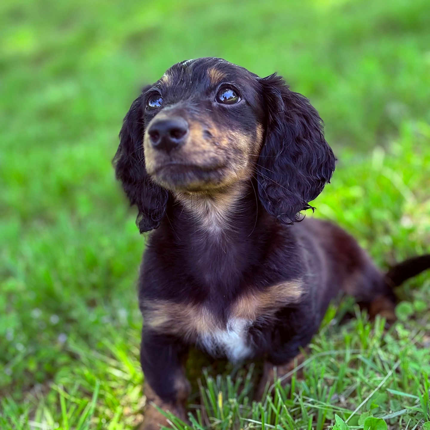 Shadow is registered to the contest to win money with this photo: adorable, animal, black_and_tan, closeup, cute, dachshund, dog, ears, eyes, fur, grass, green, mammal, nature, nose, outdoor, pet, puppy, summer, young