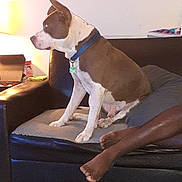 Samson joined the competition — help win amazing prizes! bare_feet, brown_and_white, casual, collar, couch, dog, domestic_animal, furniture, home, indoor, lamp, leather_furniture, person, pet, relaxed, resting, seated, shoe, side_view, wooden_floor