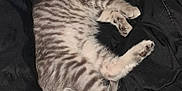 Taz is registered to the contest to win money with this photo: kitten, cat, sleeping, black_blanket, fur, cute, pet, animal, resting, cozy, striped, small, paw, whiskers, indoor, domestic, young, feline, peaceful, relaxation