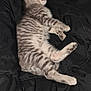 kitten, cat, sleeping, black_blanket, fur, cute, pet, animal, resting, cozy, striped, small, paw, whiskers, indoor, domestic, young, feline, peaceful, relaxation