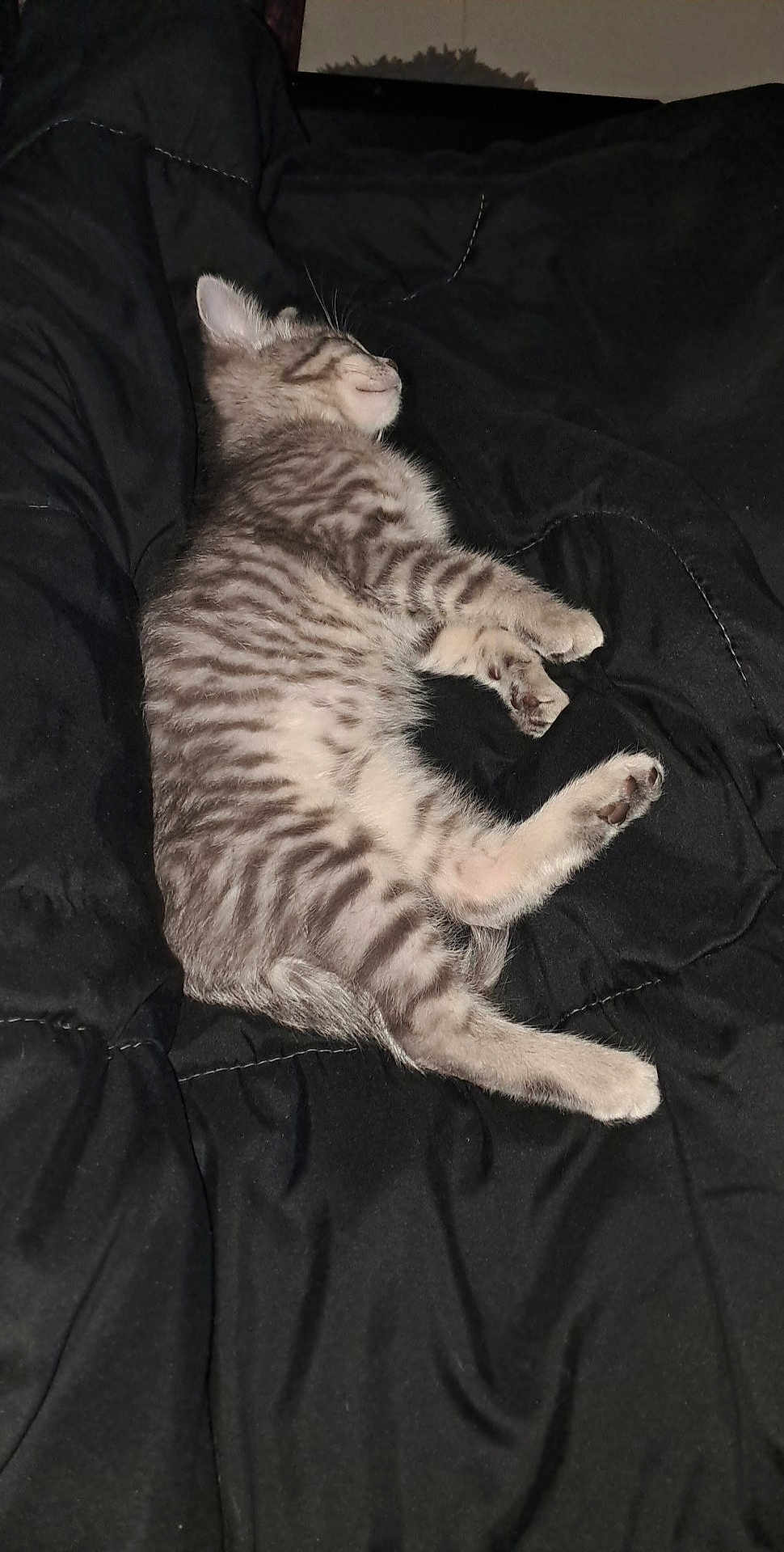 Taz is registered to the contest to win money with this photo: kitten, cat, sleeping, black_blanket, fur, cute, pet, animal, resting, cozy, striped, small, paw, whiskers, indoor, domestic, young, feline, peaceful, relaxation
