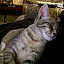 Taz joined the competition — help win amazing prizes! cat, sleeping, indoor, feline, striped, fur, couch, relaxation, pet, animal, cozy, resting, whiskers, ear, closeup, domestic, home, soft, comfort, peaceful