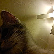 Taz joined the competition — help win amazing prizes! ambient_light, animal, blurry, cat, ceiling_fan, close_up, dark, domestic_animal, ear, fan_blades, feline, indoor, low_light, pet, room, shadow, texture, wall, whiskers, yellow_light